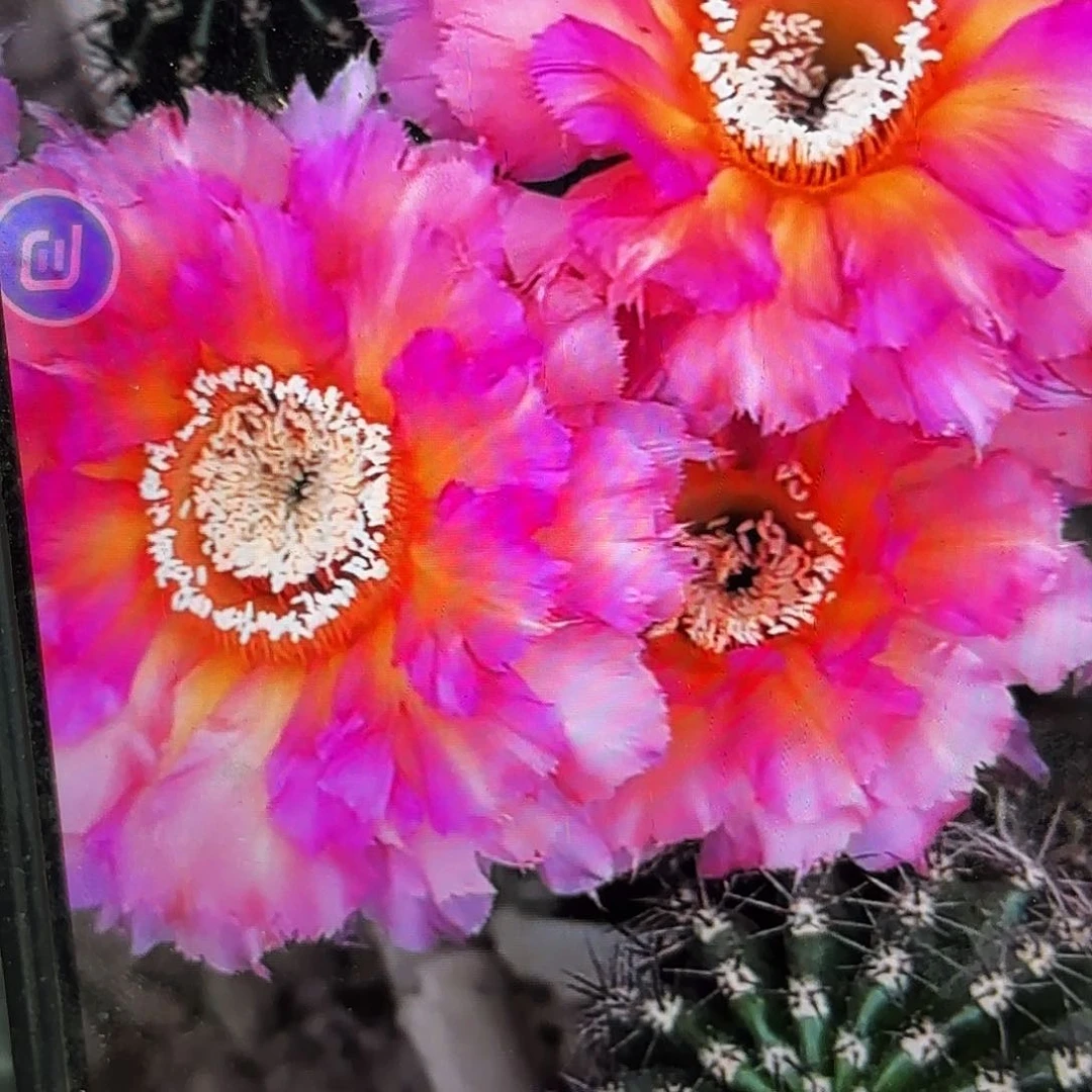 彩云彩侧牙20包邮仙人球36