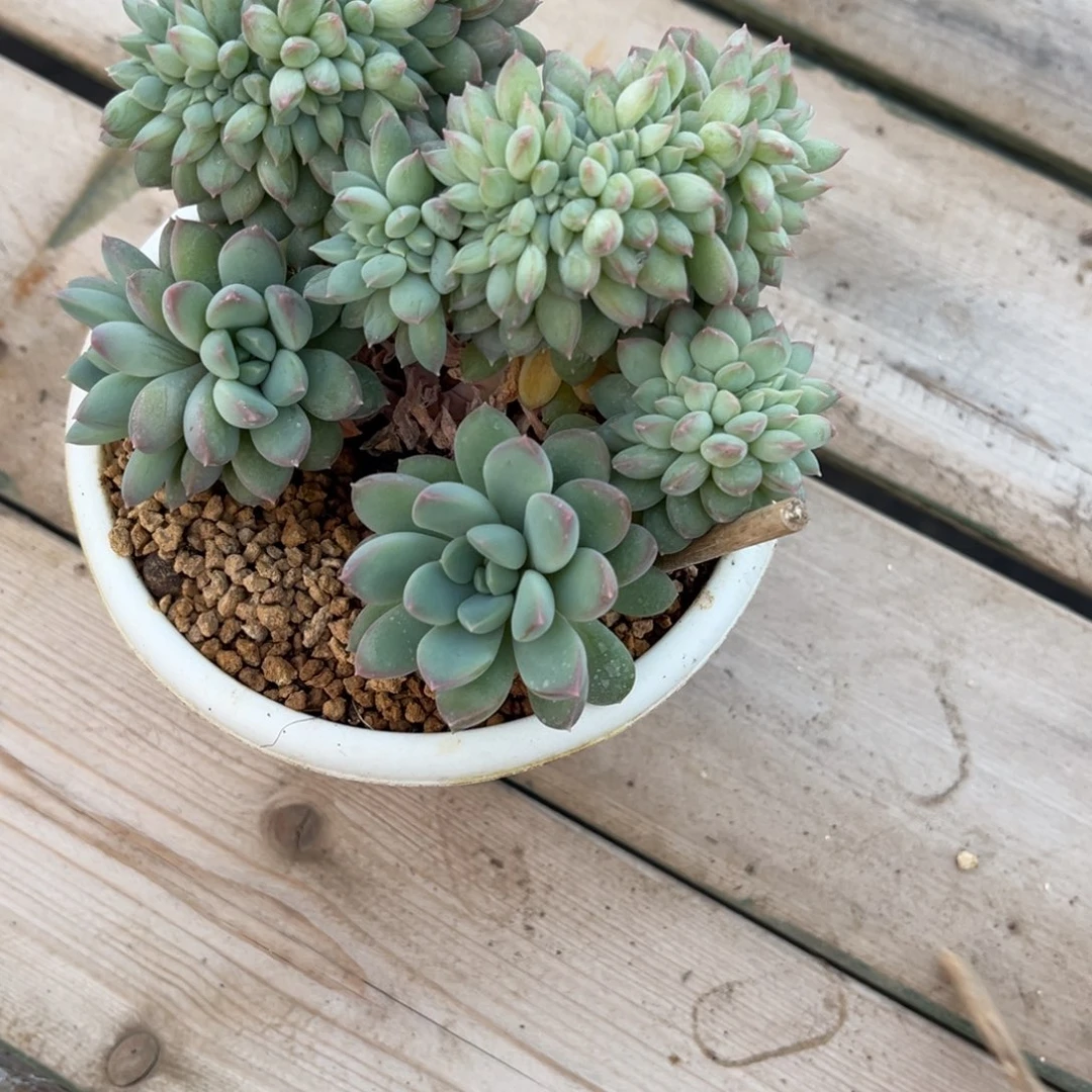 多肉植物多肉植物