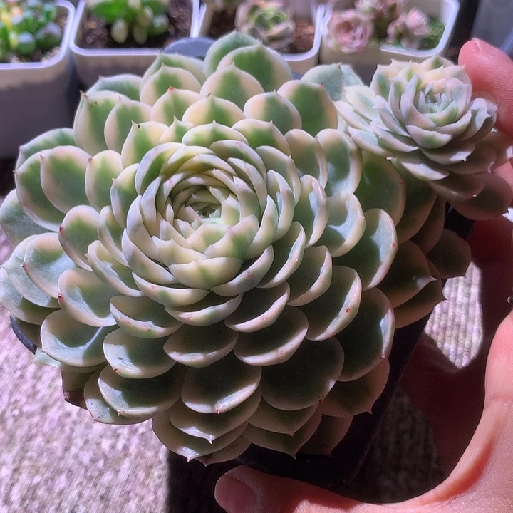 圆叶昂斯诺叠叶有根