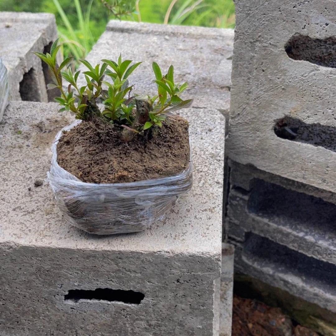 【闪购商品】无花朵似**离