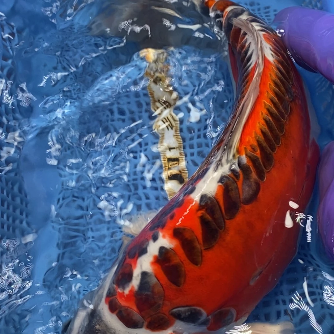 锦鲤冷水錦鯉包郵