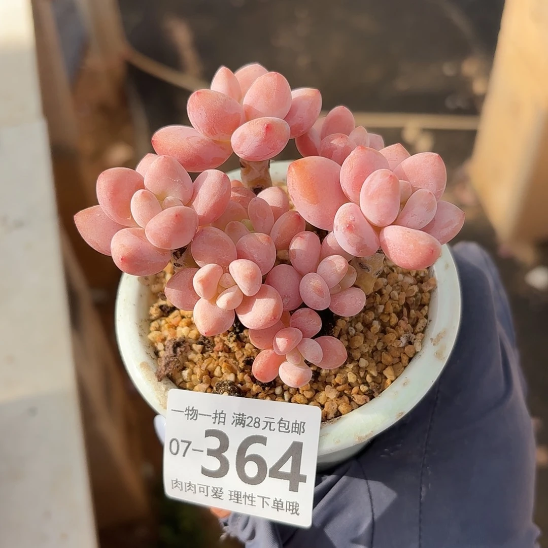 樱花洛神无盆土发货无