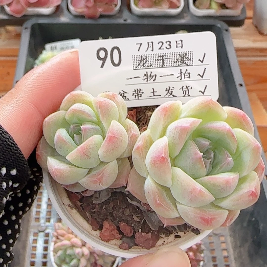 发***串多肉0723-90白桃汽水