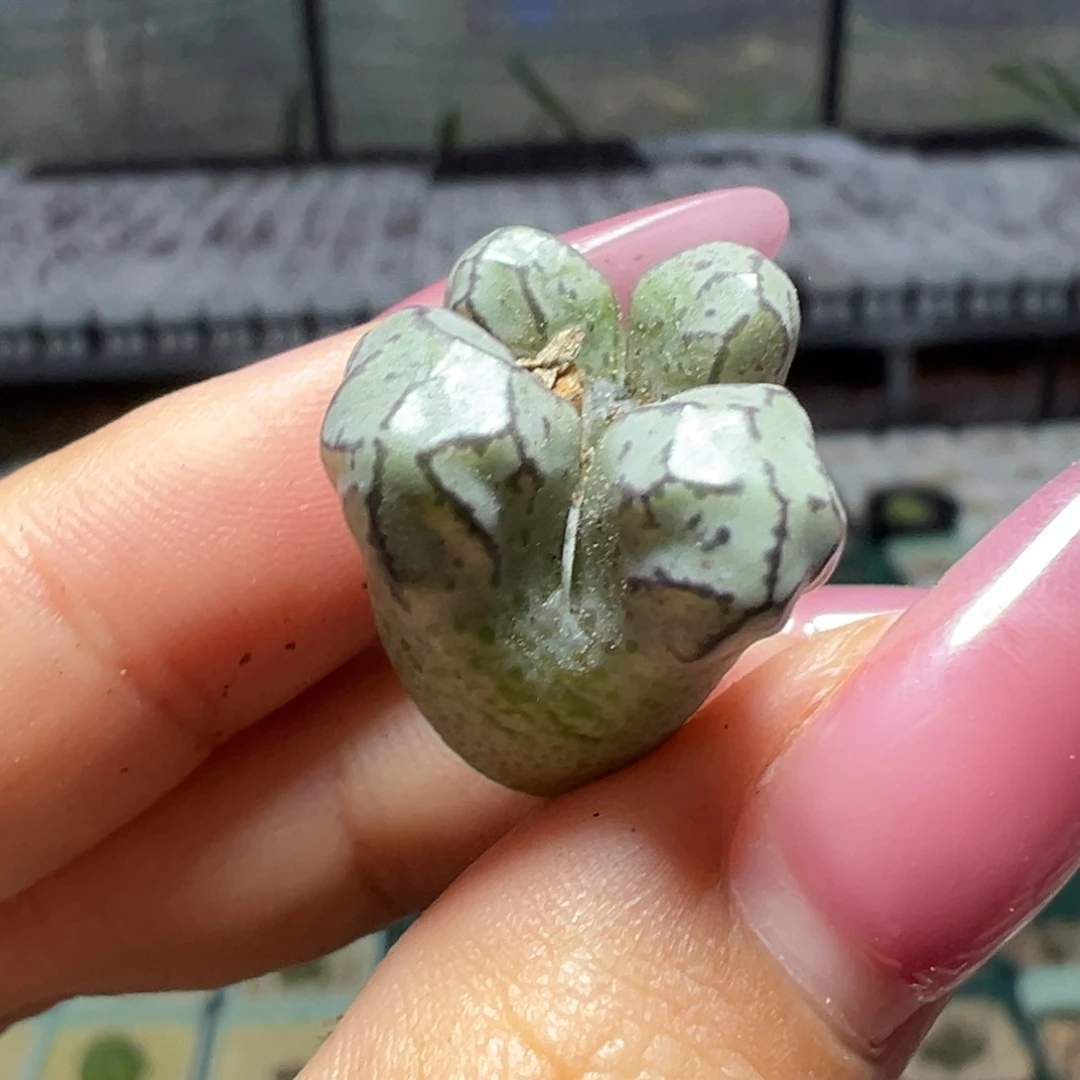 白***水春传多肉植物多肉