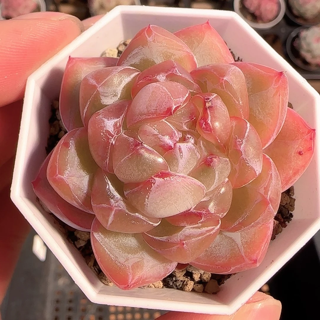 多肉1206-224钻石珍妮