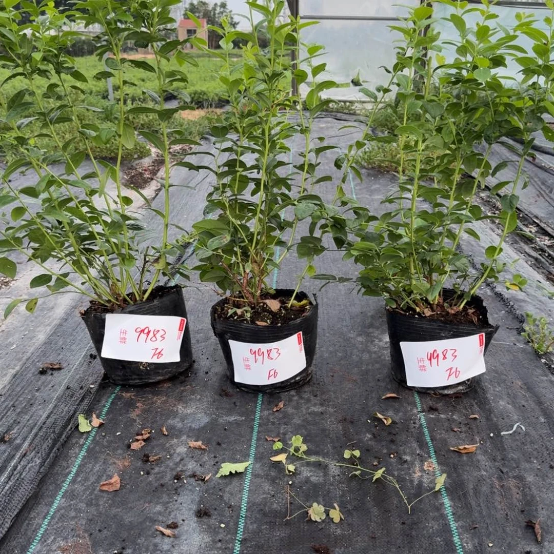 A***哥中钵F6一物一拍9983