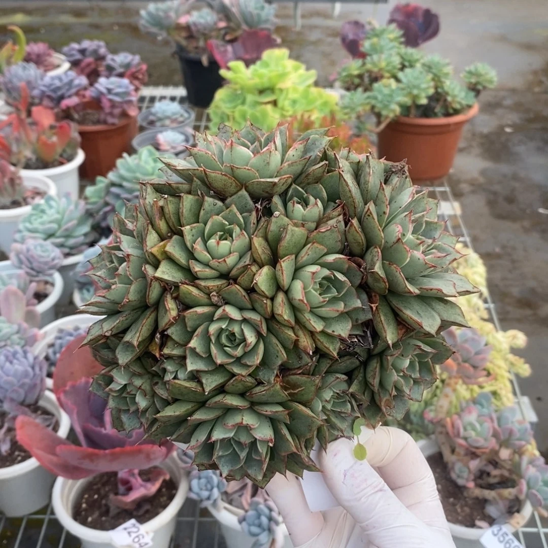 2076大河锦一物一拍