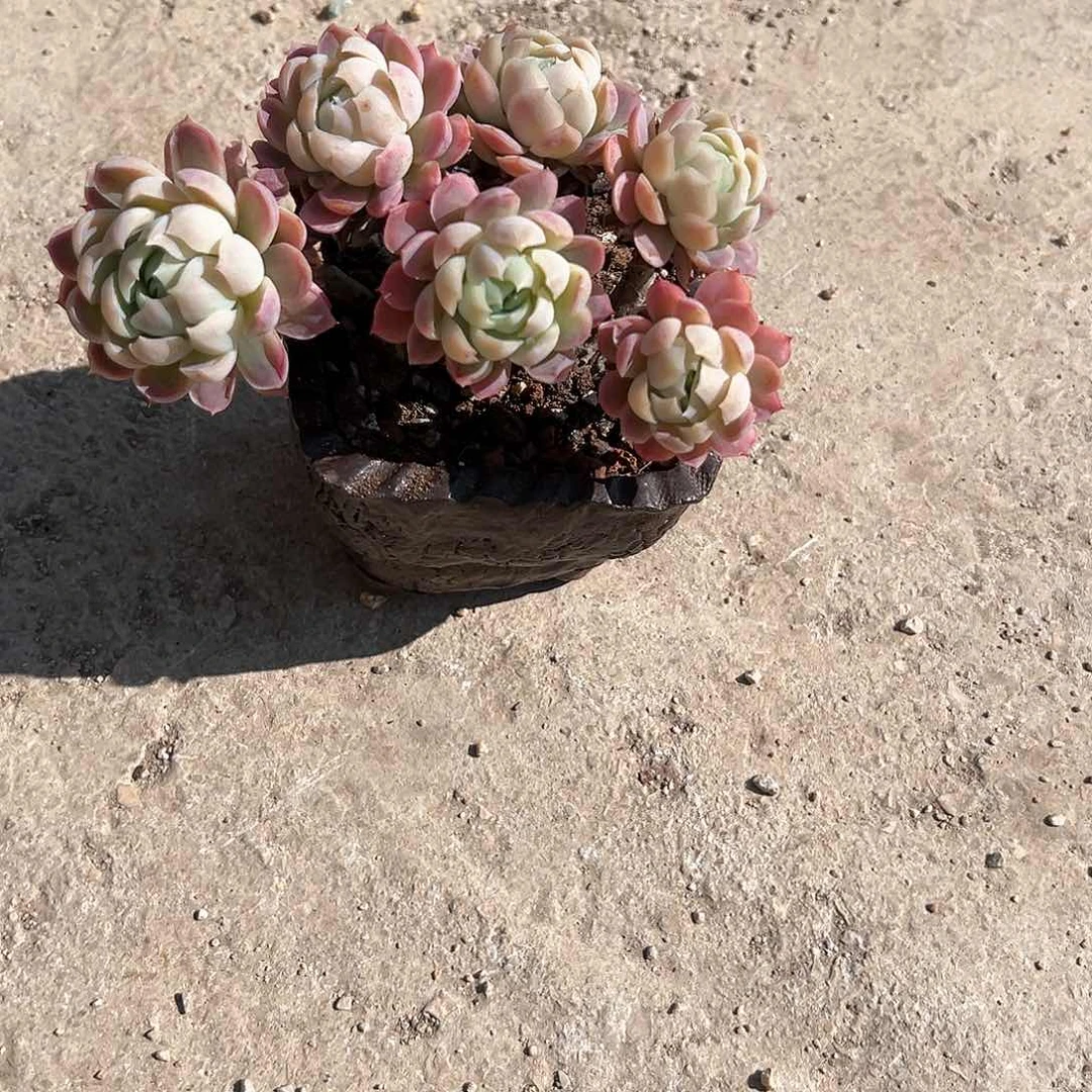 妍*妈贝瑞多肉植物脱土