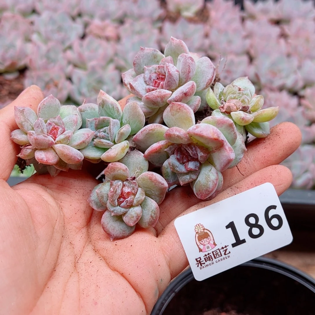 睿***奶多肉植物多肉植物