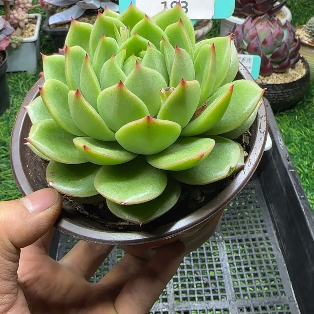 唐二姐多肉编号193