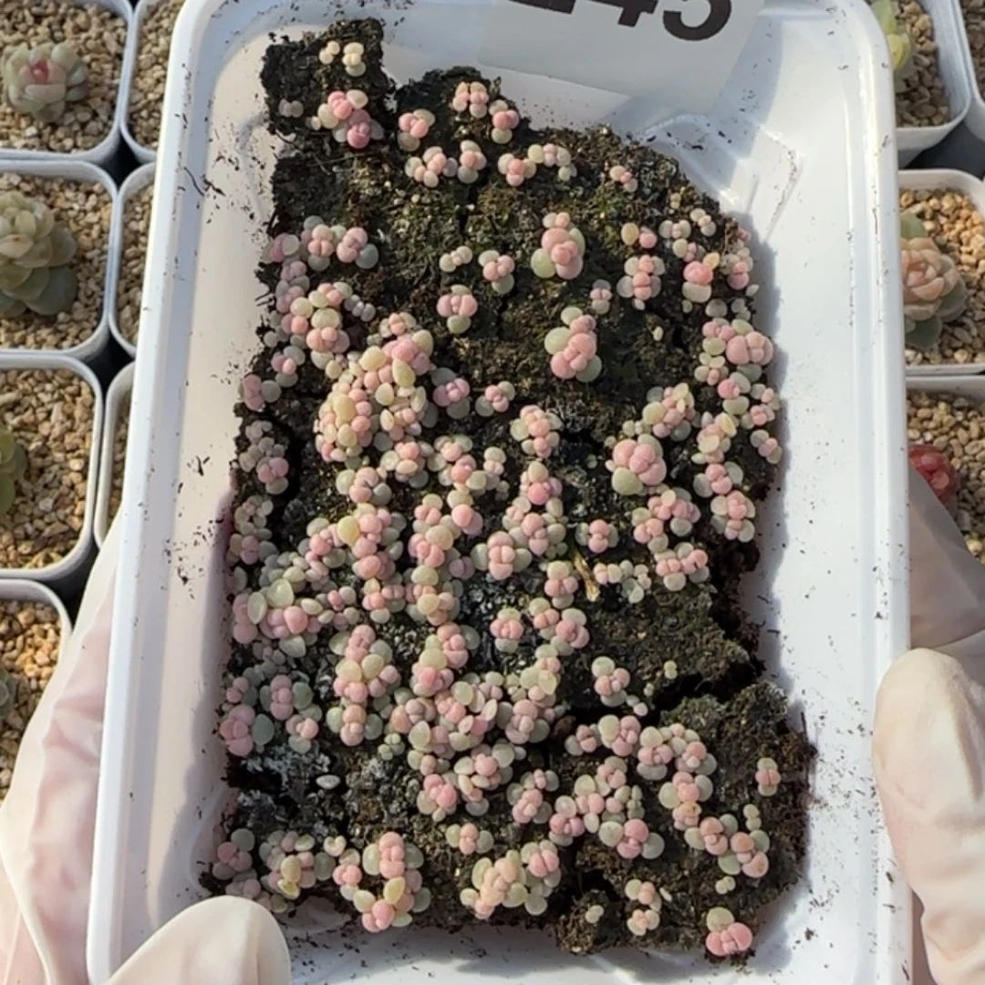 245号彩虹奶一盒盒