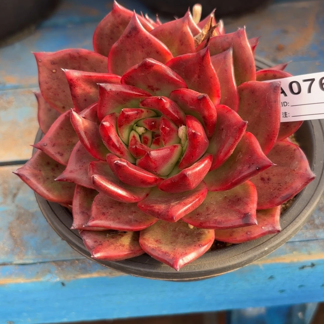 若茹东云单拍A076