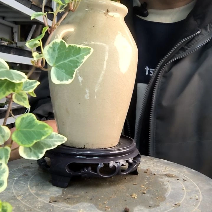 潍****带小盆景小植物一物一拍80