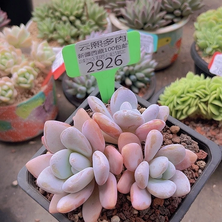 2926粉兔。