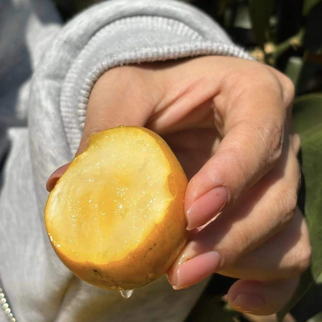 脆蜜金柑融安果王级大果一斤起售广西壮族自治区
