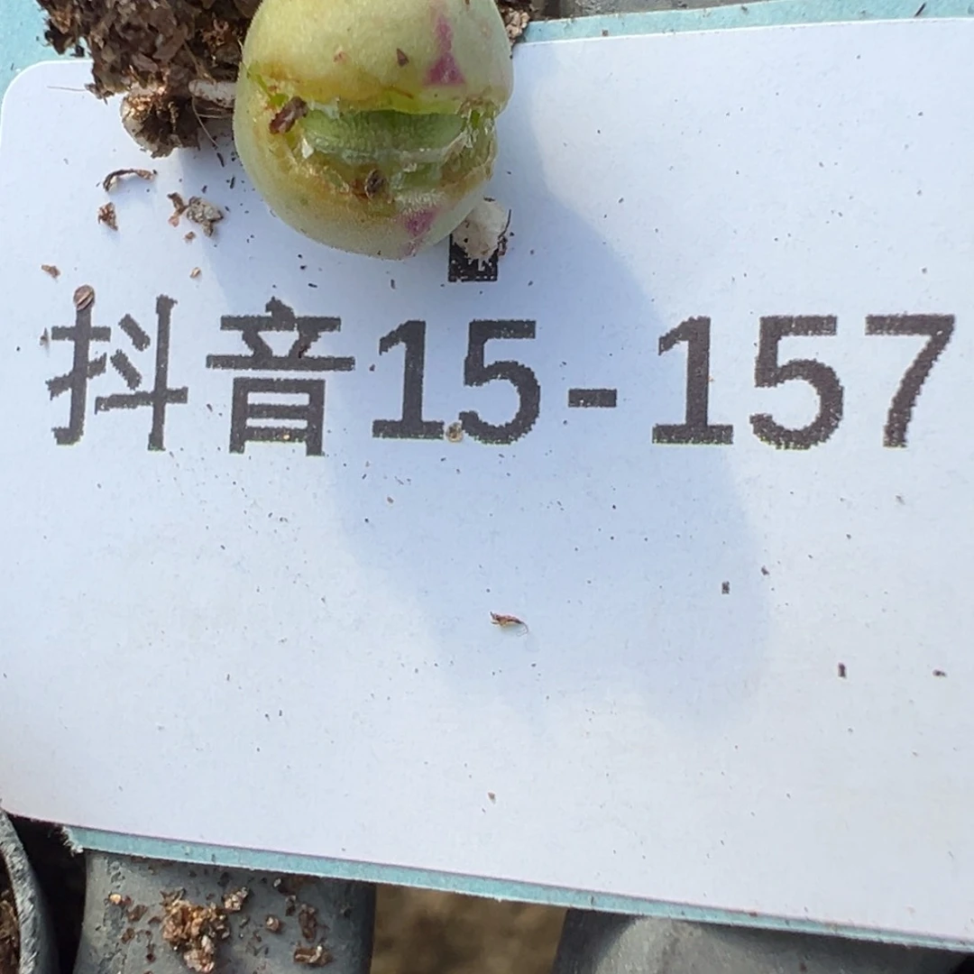 15-157量拍毛将一颗