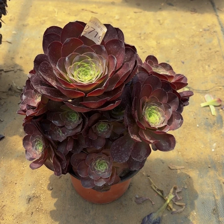 魅金玫瑰多肉处理不包断头2719