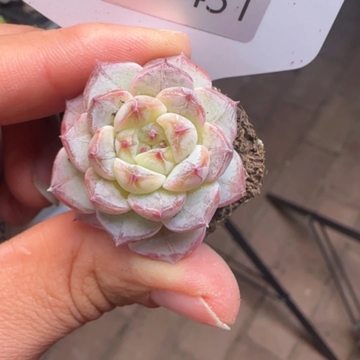 431   甜心