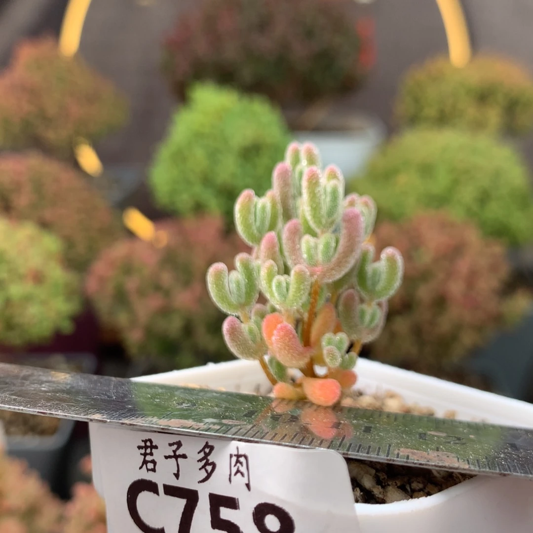 c758实生冰晶小苗。