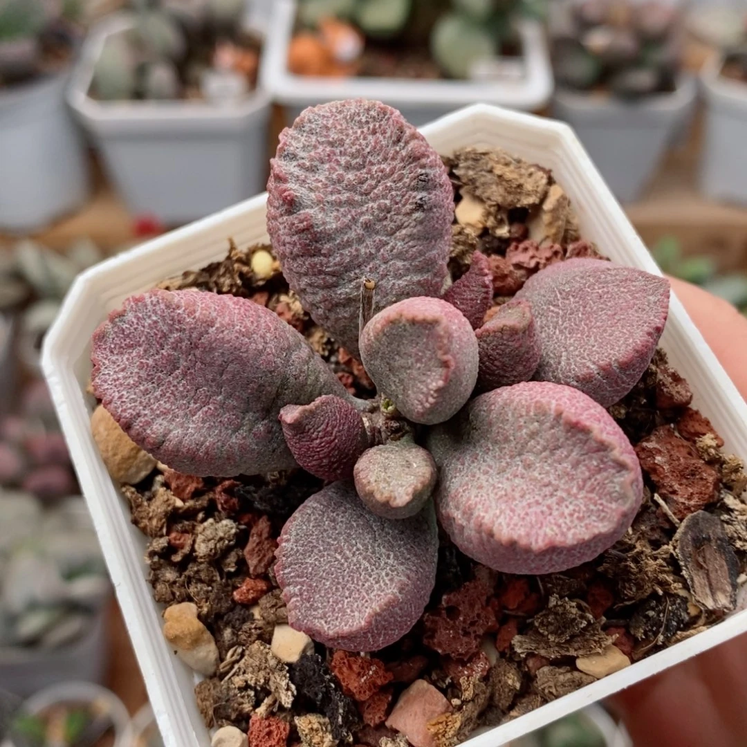 实生新品12号水泡多肉植物