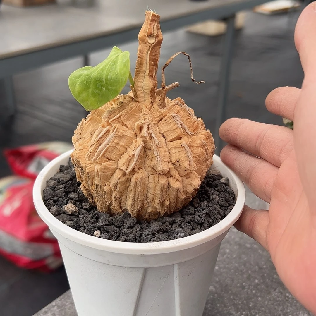 杉***比龟甲萝魔66666888888