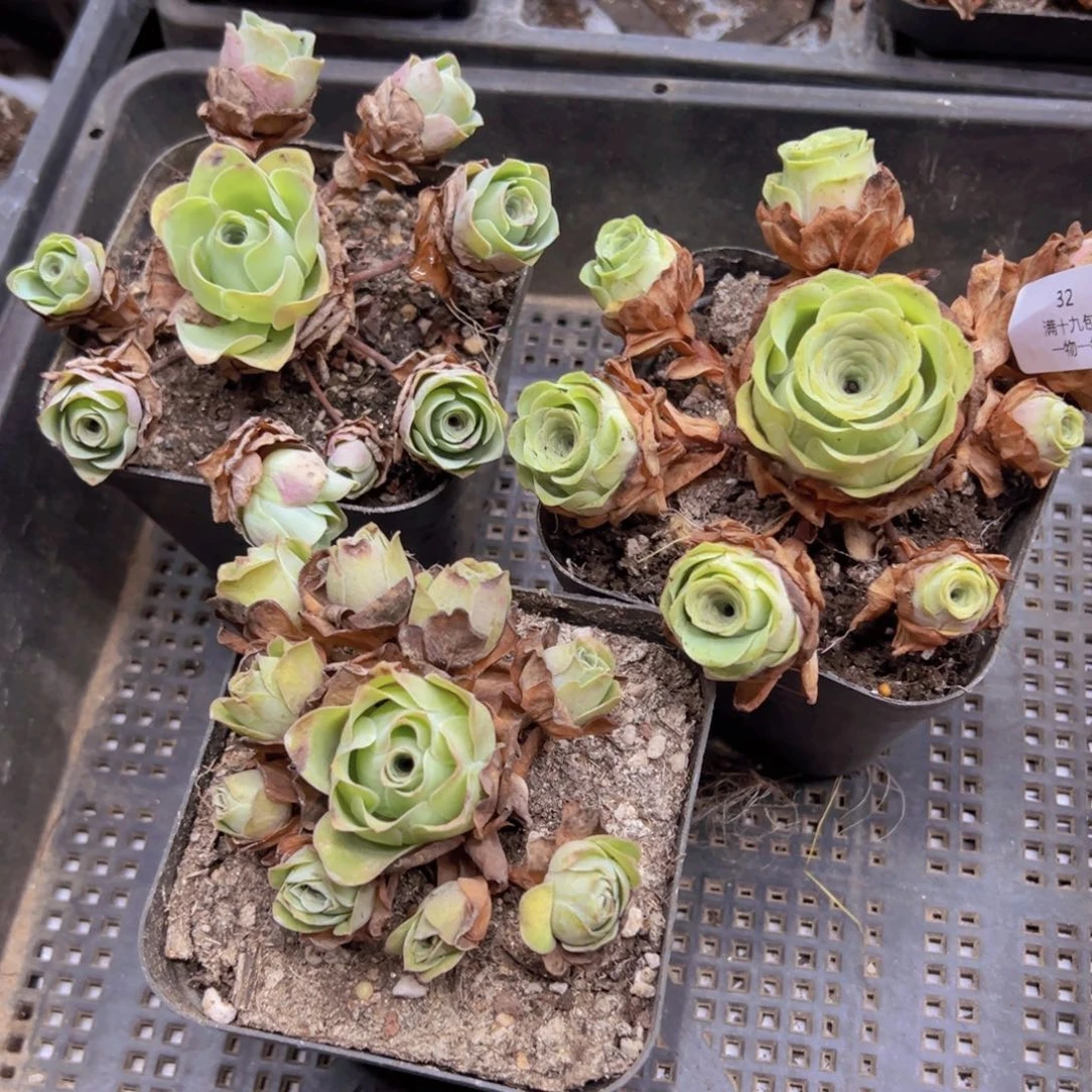 32 侧牙掉了不包损无售后