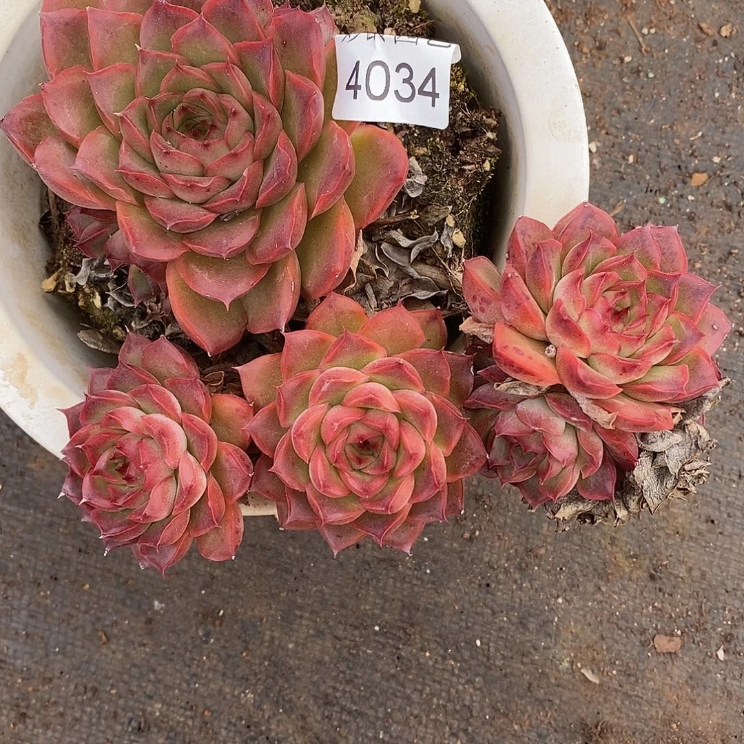 S***H4034散缺掉头不售后-14厘米