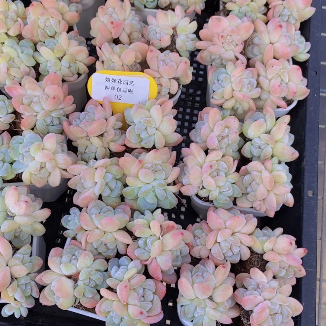 02-M精品樱花冰玉小群四个