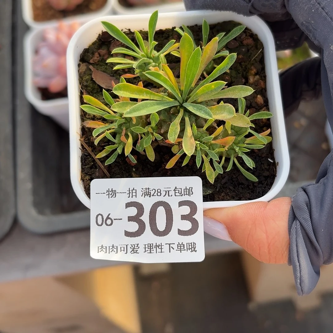 铁甲王多肉无盆土发货