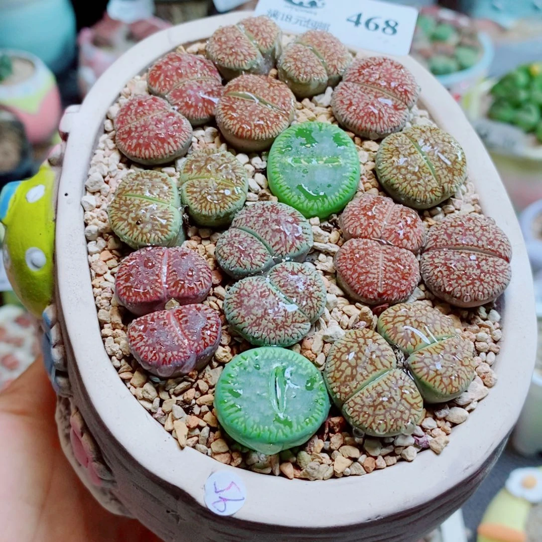 生石花花哈哈哈哈468
