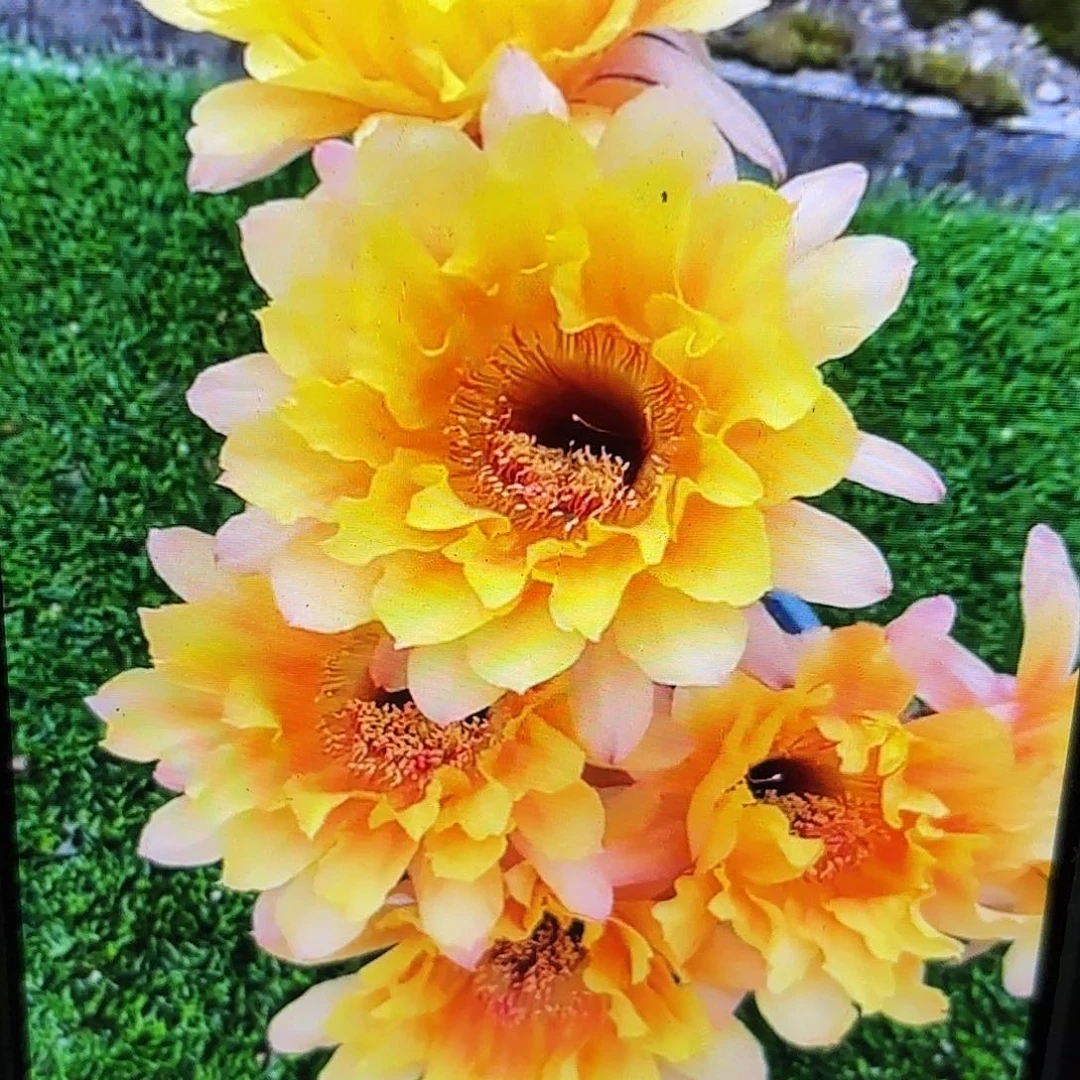 黄秀彩侧牙20包邮仙人球3