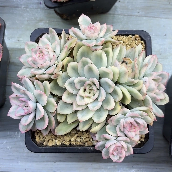寒苏一物一拍好看