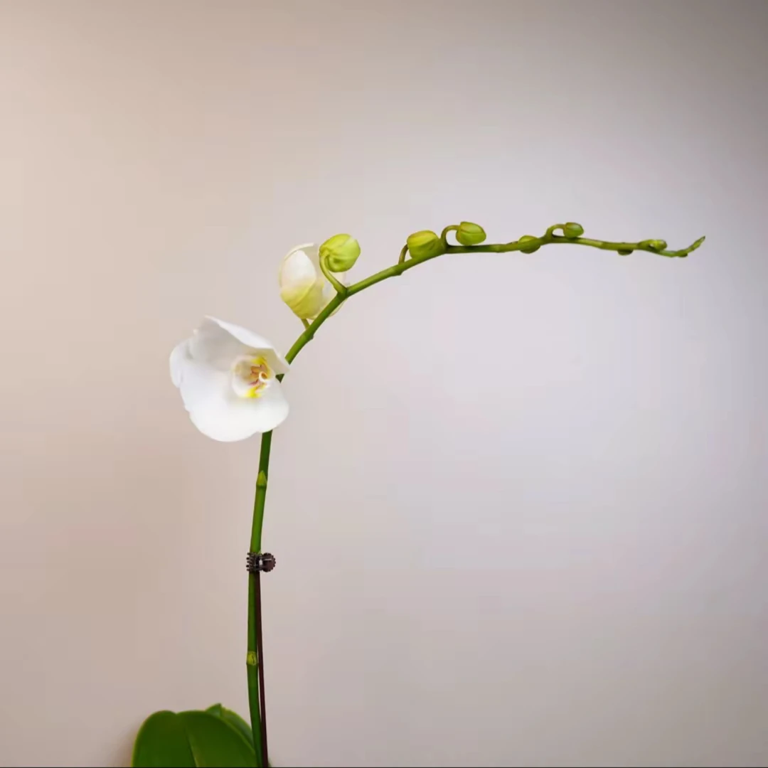 明兰花卉 蝴蝶兰 【李白】（3.0寸）带花带花苞开花株发货