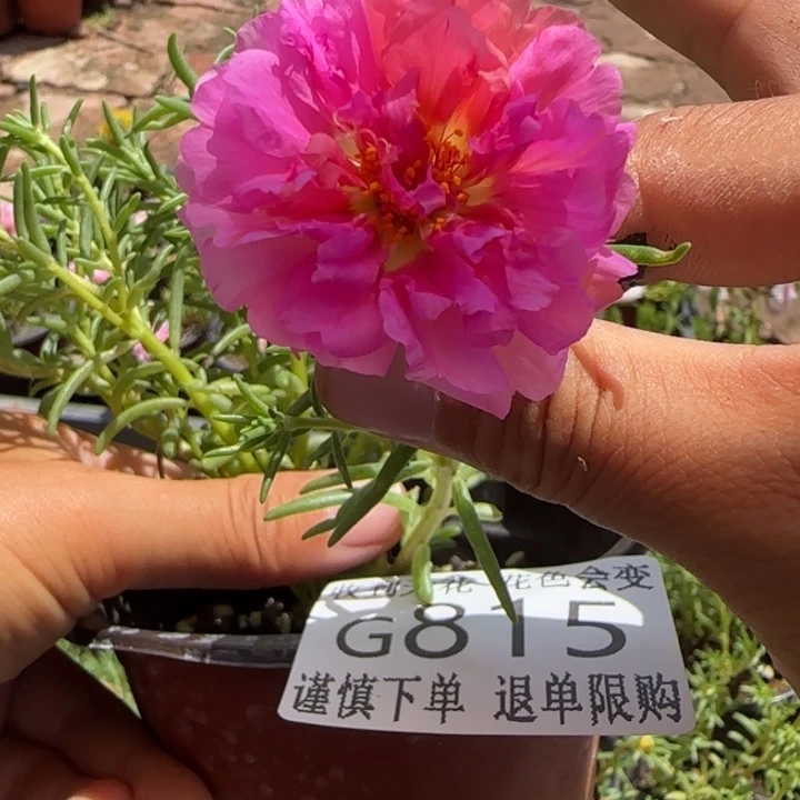 无花朵G815超小苗盆口10cm可能有虫