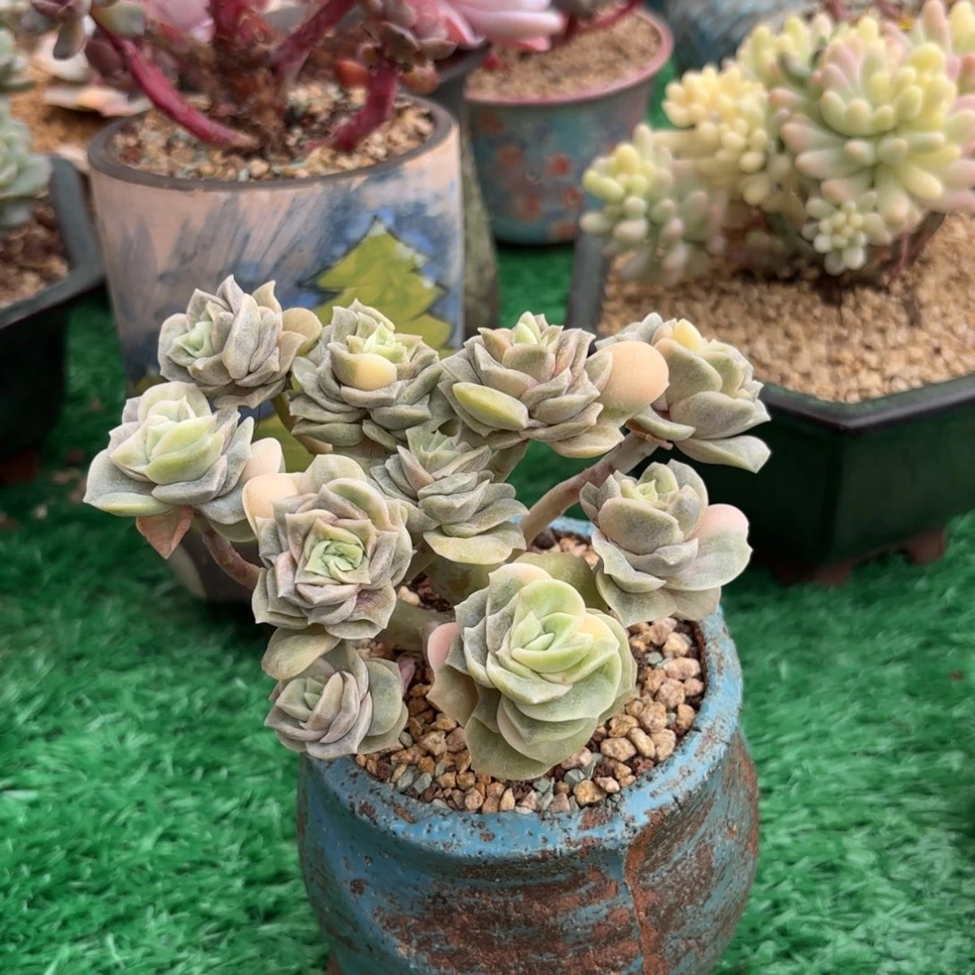 可爱玫瑰锦群一物一拍