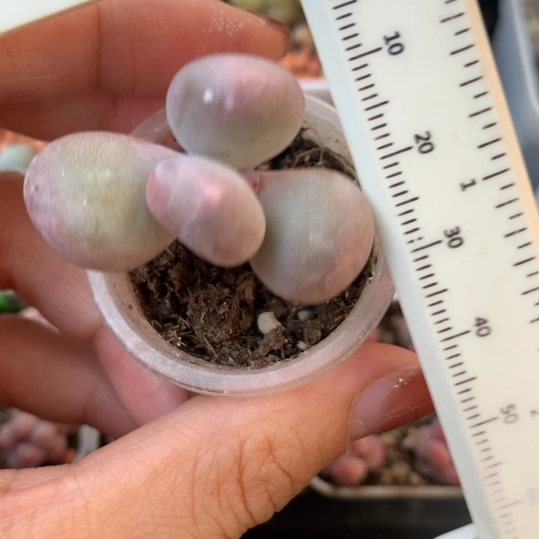 米可奶 不凑满28元发一片叶 不售后 到付