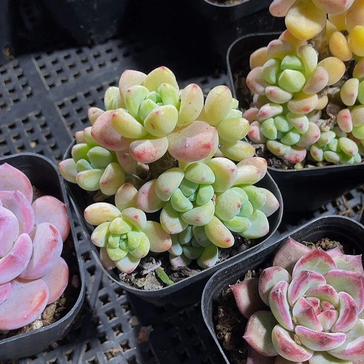 6.5方劳尔带盆土发