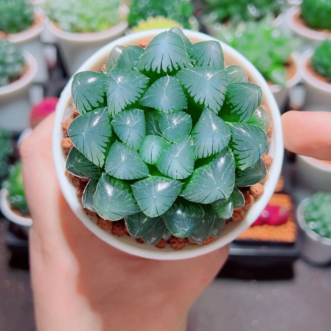 蓝镜玉露多肉多肉多肉