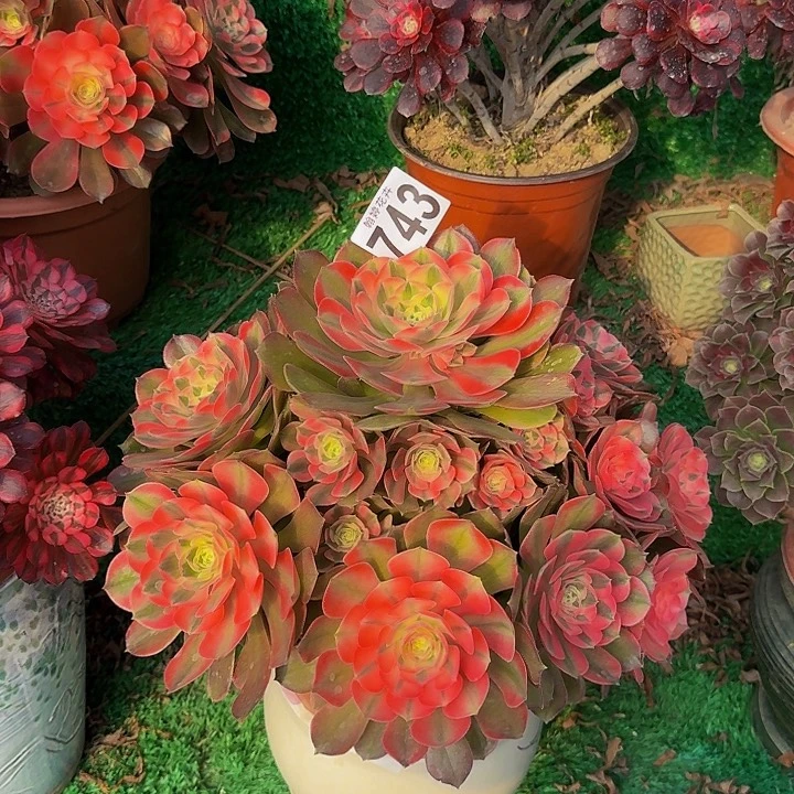 至***奴0000000000743多肉植物