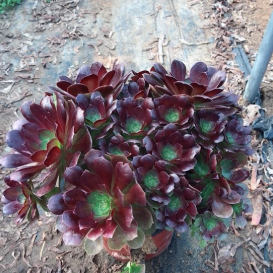 赤焰莲法师多肉植物25