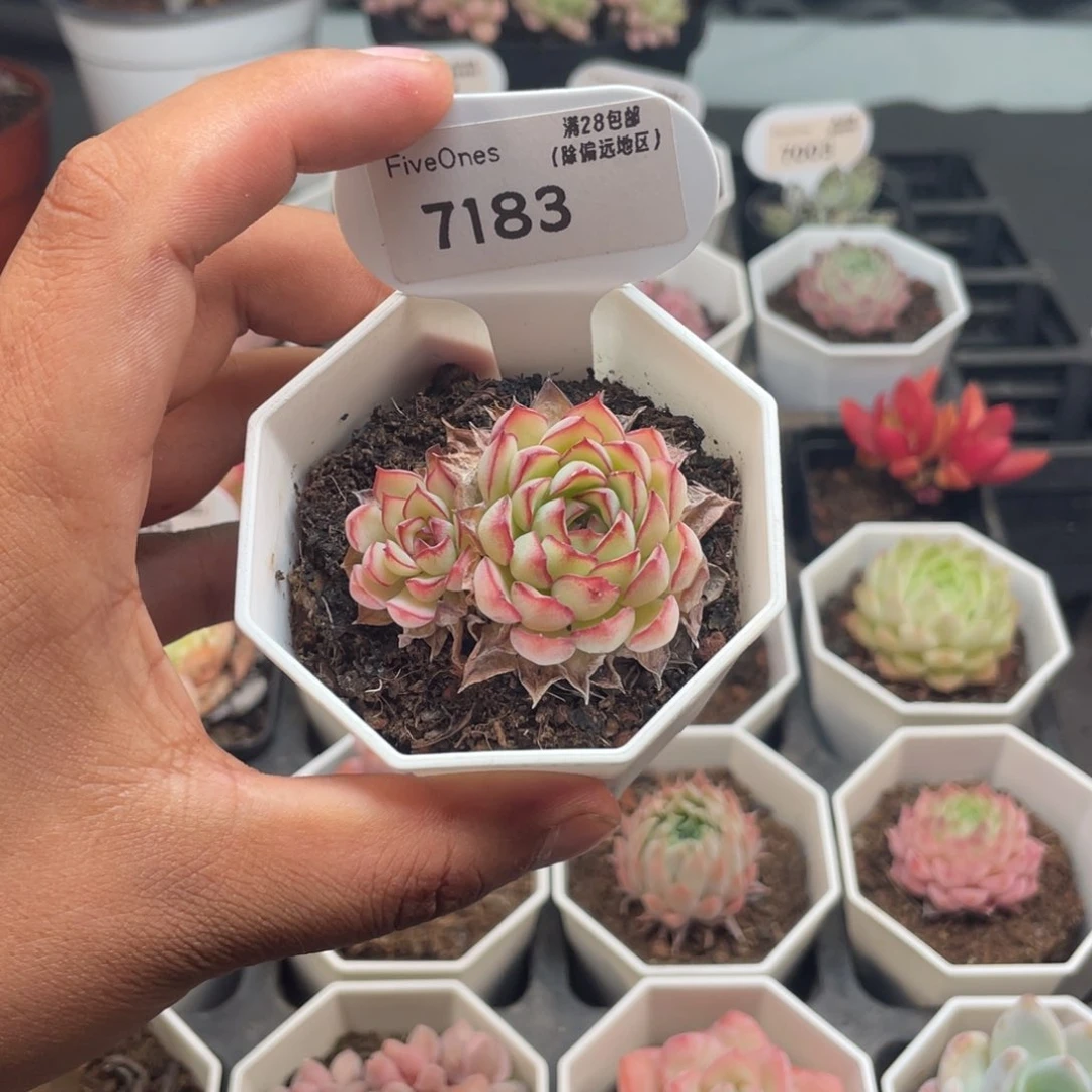 7183梦幻玫瑰4.5厘米