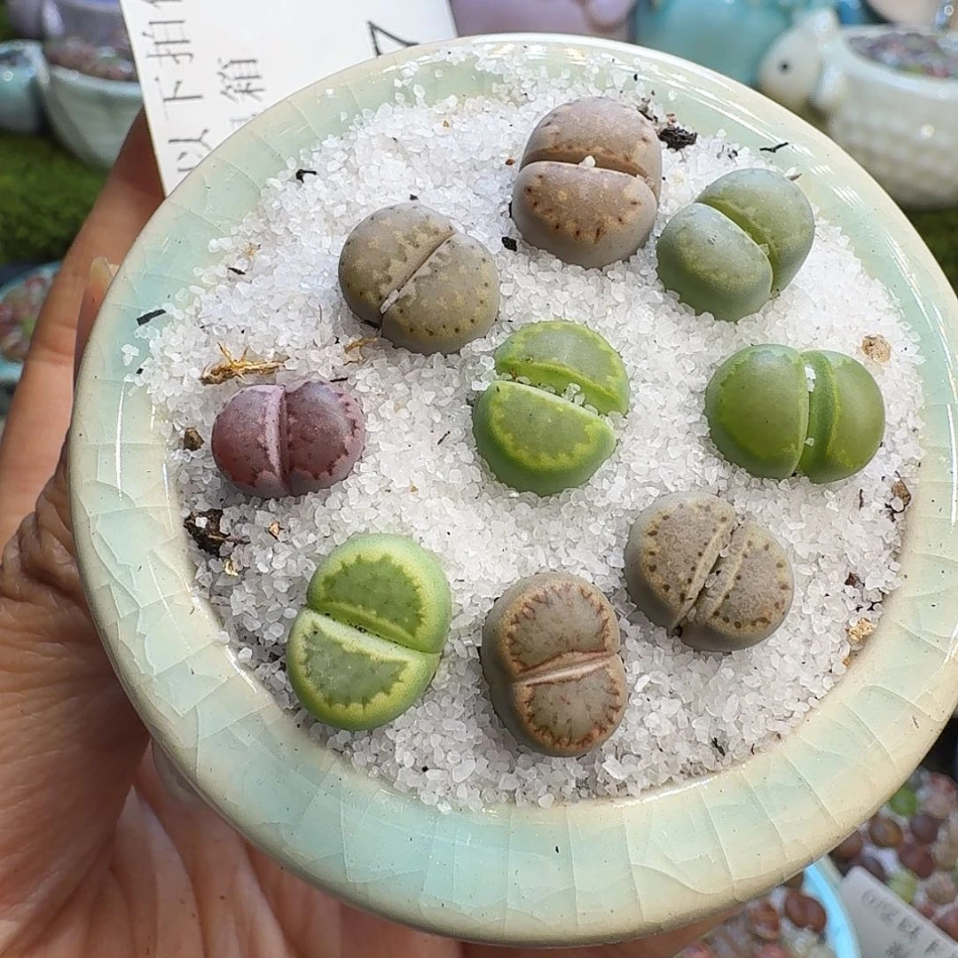 多肉植物开播福利冲867