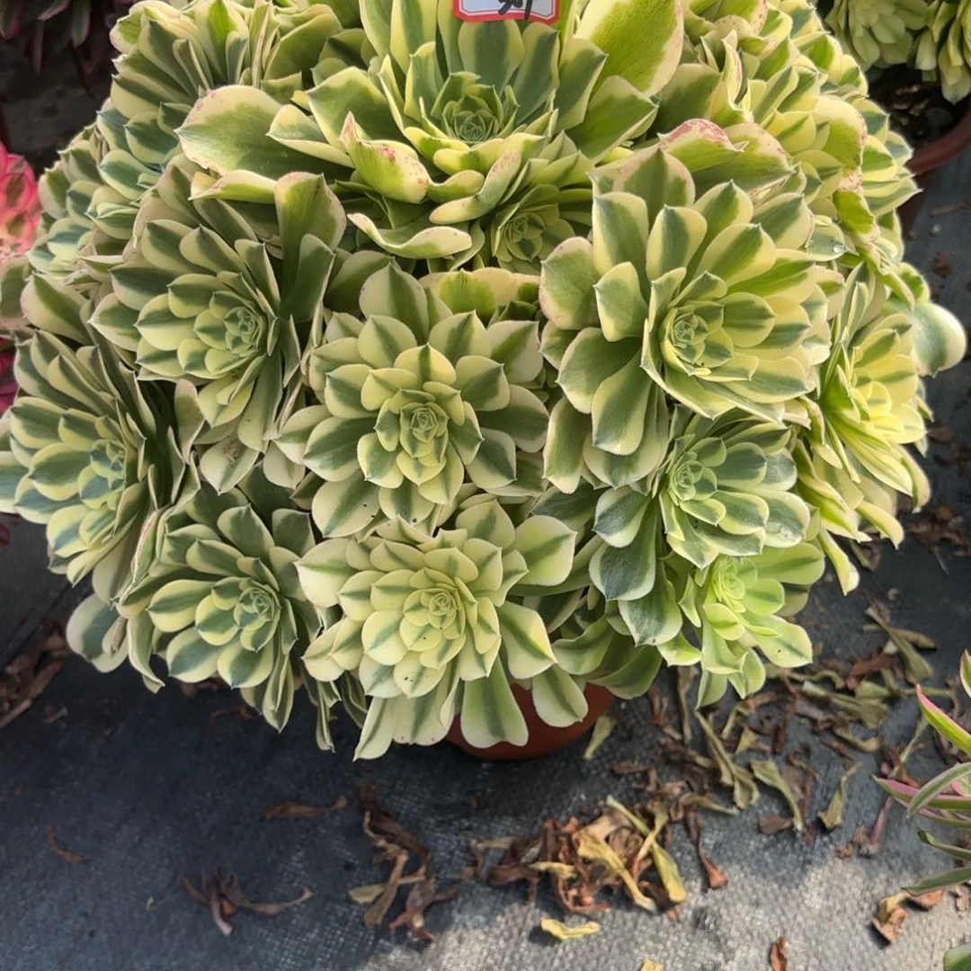 307绿豆啥多肉植物绿植