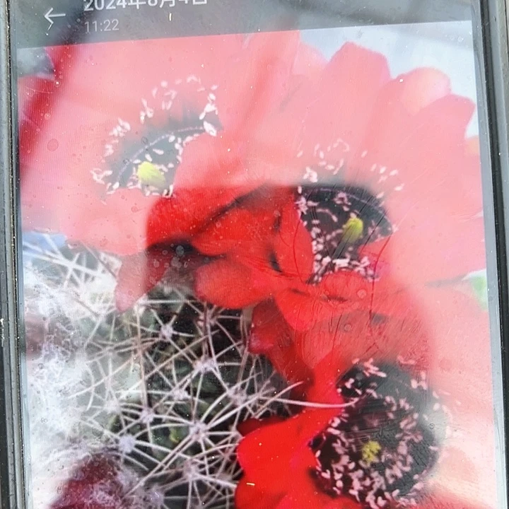 红黑侯瑕20包邮仙人球29