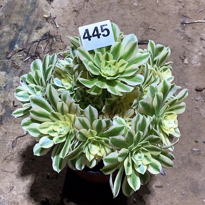 法师植物12345678