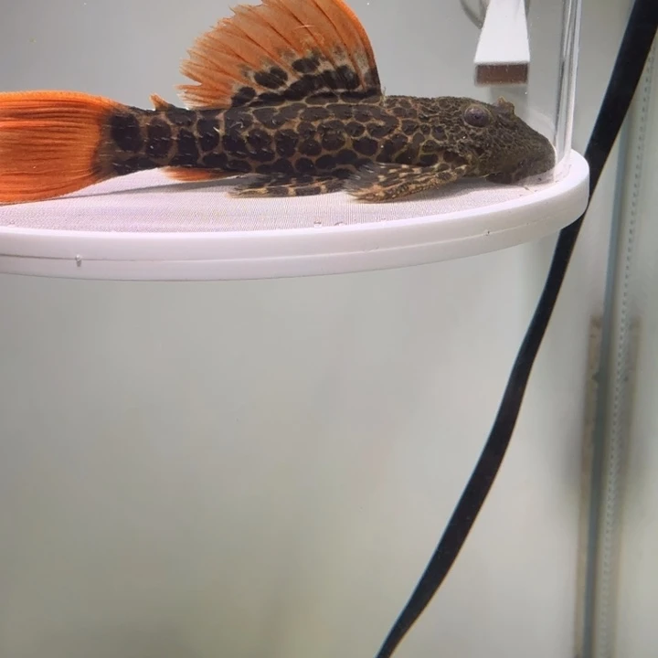 海水鱼31号帝王血钻