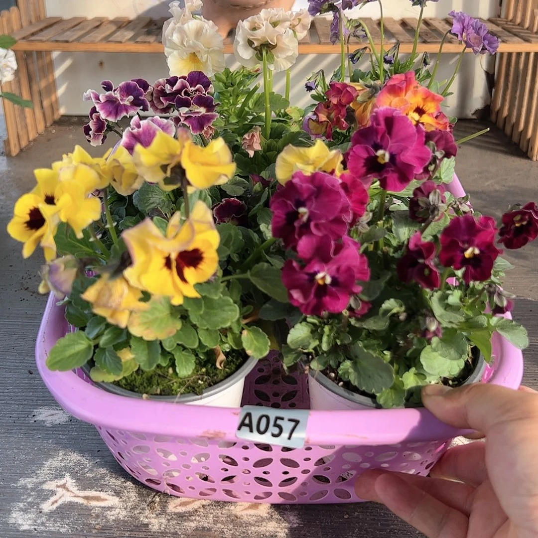 【闪购商品】057号