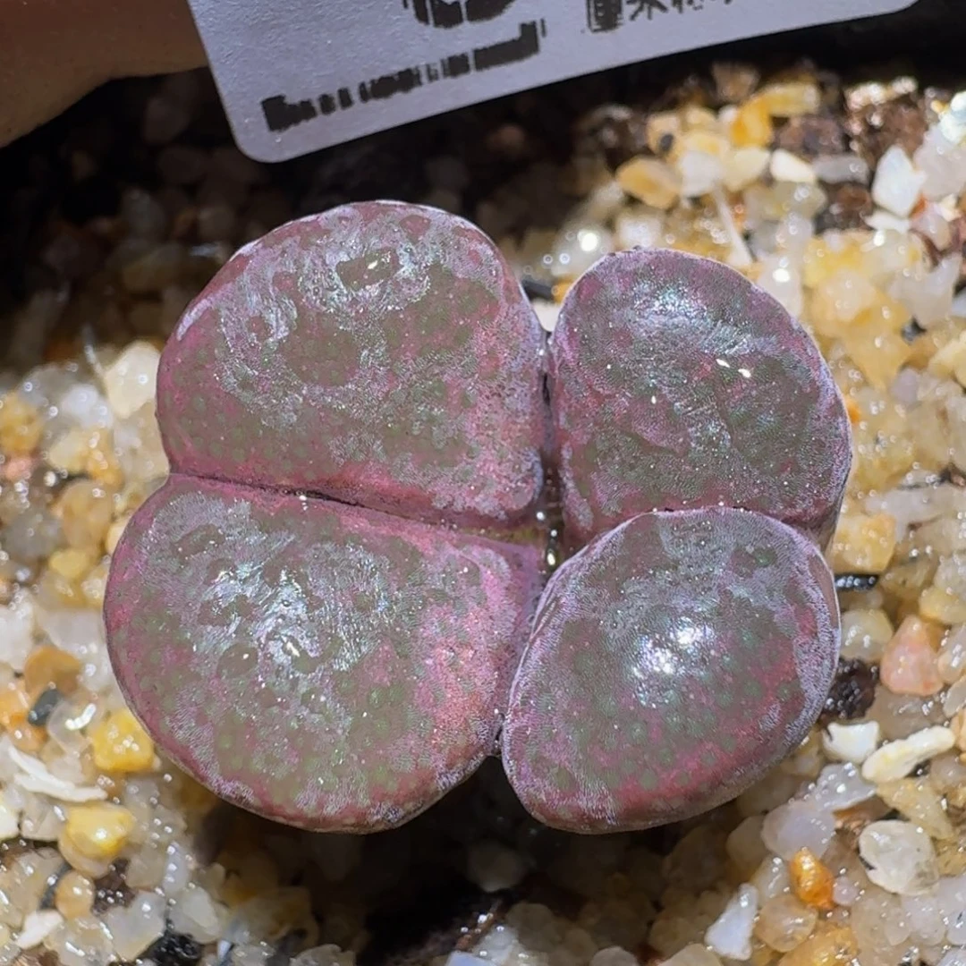 zzzz精品生石花87