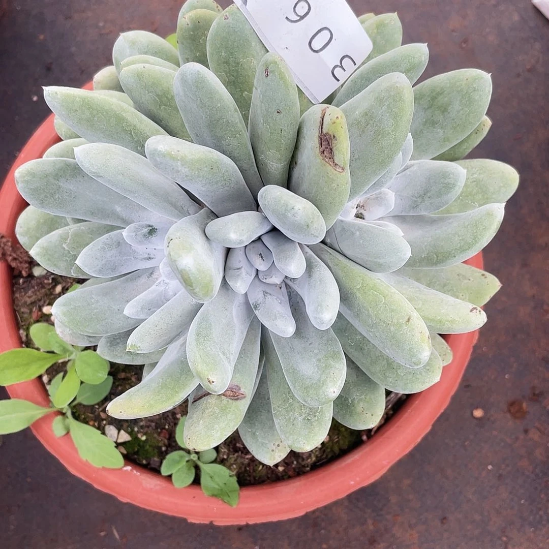 花朵拇指老桩3061