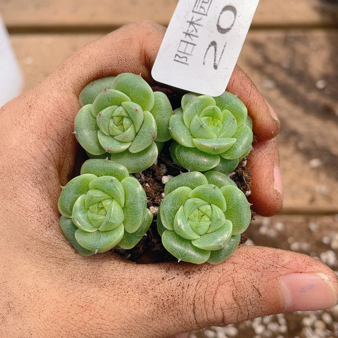 多肉植物多肉植物201
